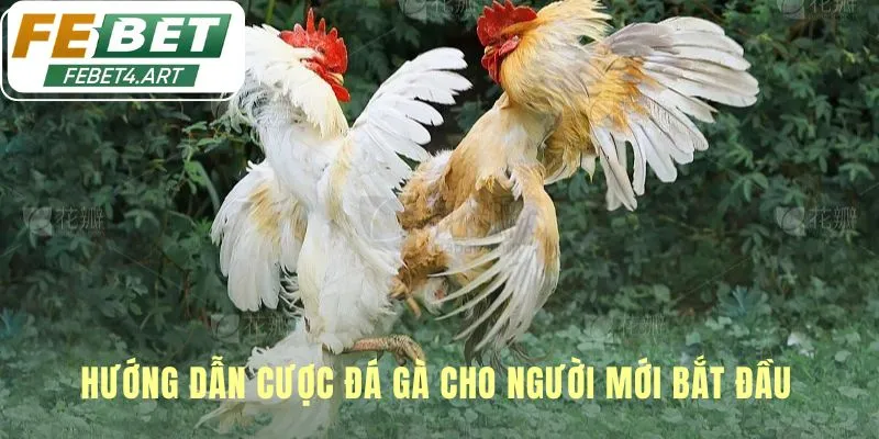 Đá Gà Hướng dẫn cược đá gà đơn giản chỉ với năm bước cơ bản